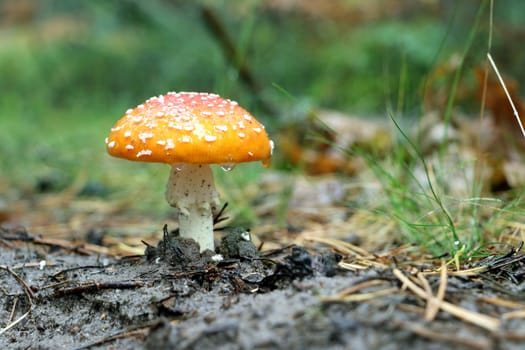 Red Agaric mushroom in rain drop grow in wood. Beautiful non-edible forest plant
