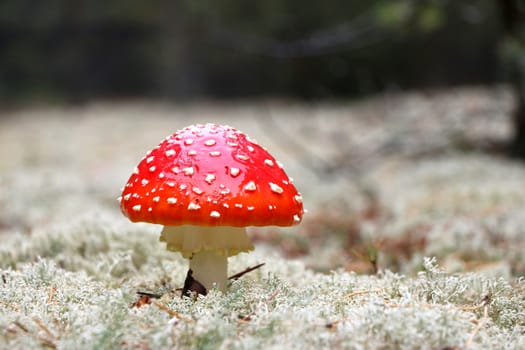 Red Agaric mushroom in rain drop grow in wood. Beautiful inedible forest plant