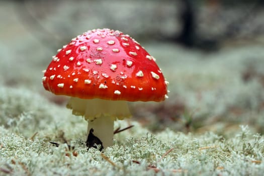 Red Agaric mushroom close-up in rain drop grow in wood. Beautiful inedible forest plant