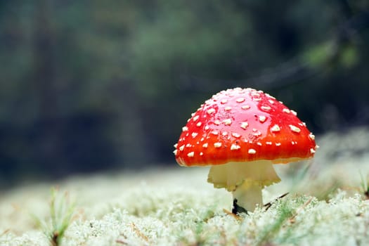 Red agaric amantia mushroom in rain drop grow in wood. Beautiful inedible forest autumn plant