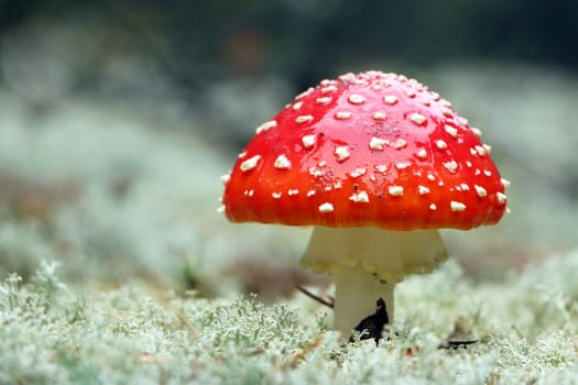 Red agaric amantia mushroom grow in wood. Beautiful inedible forest autumn plant