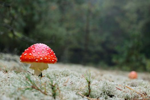 Red agaric amantia mushroom in rain drop growing in wood. Beautiful inedible forest autumn plant