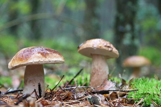 Three boletus growing in wood. White fresh mushrooms grow in forest. Beautiful ceps and mushrooms rain
