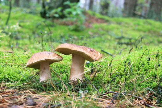 Two boletus grow in wood. White fresh mushrooms growing in forest. Beautiful ceps and mushrooms rain