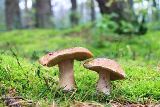Two boletus grow in moss wood. White fresh mushrooms growing in forest. Beautiful ceps and mushrooms rain