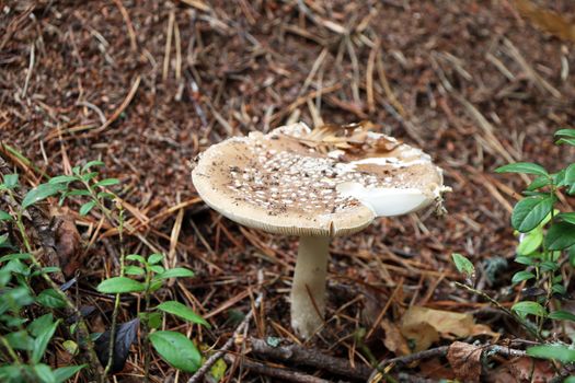 The inedible mushroom pale toadstool growing in the wood, close-up photo. Death cap grows near an anthill