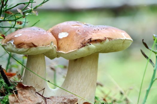 Double edible ceps close-up growing in wood. White fresh mushrooms grow in forest. Beautiful bolete and vegetarian food