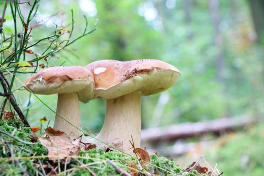 Double edible ceps grow in wood. White fresh mushrooms growing in forest. Beautiful bolete and vegetarian food