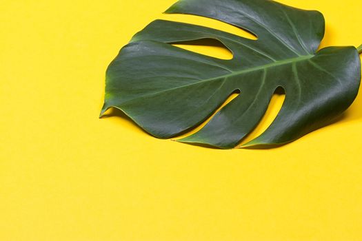 a monstera leaf on the yellow background