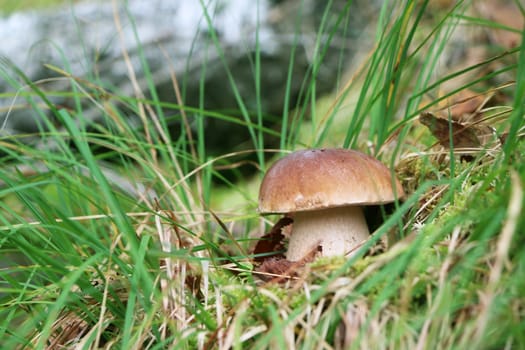 Cep close-up growing in grass wood. White fresh mushroom grow in forest. Beautiful bolete and vegetarian food
