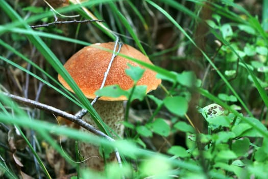 Orange cap boletus close-up growing in grass wood. Leccinum mushroom grow in forest. Beautiful large bolete