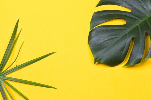 a monstera leaf on the yellow background