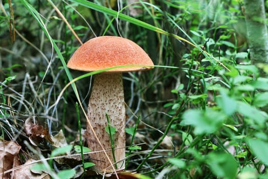 Orange cap boletus grow in wood. Leccinum mushroom growing in needles forest. Beautiful little bolete