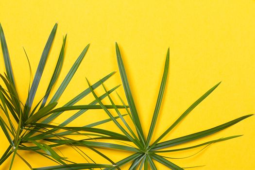 Tropical leaves on yellow background. minimal concept. Flat lay.