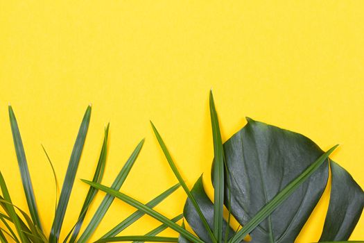 a monstera leaf on the yellow background