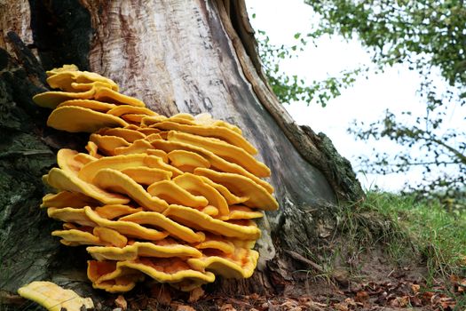 The beautiful inedible yellow parasite mushroom growing on tree, close-up photo. Death mushrooms grows on the bark