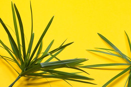 Tropical leaves on yellow background. minimal concept. Flat lay.