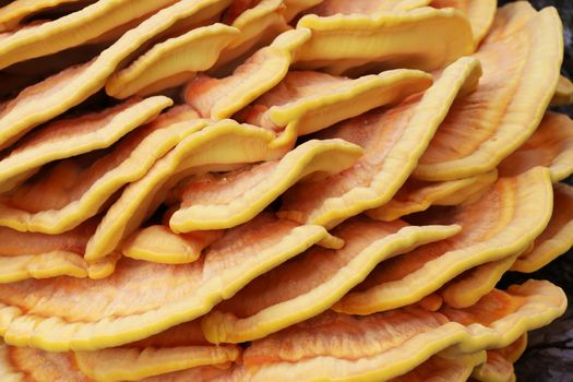 The beautiful inedible yellow parasite mushroom growing on tree wallpaper background. Death mushrooms grows on the bark