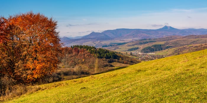 tree on hillside in mountainous autumn countryside. beautiful landscape with green grassy meadow, red foliage forest, village in and mountain ridge in a distance with high peak. fine autumnal weather