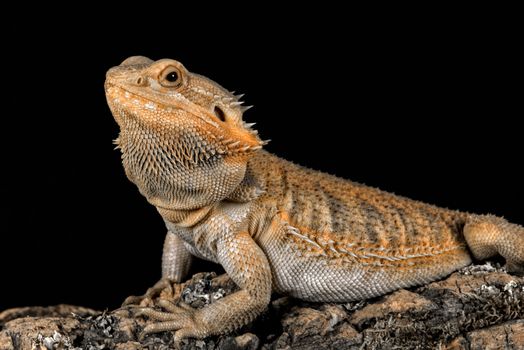 Three quarter profile portrait of a bearded dragon on a log looking to the left set against a black background