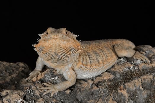 Close up portrait of a bearded dragon looking forward and staring at the camera on a black background