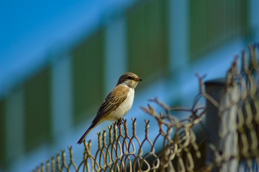 sparrow posing on a fence of Maleme in the north west of the island of Crete in Greece