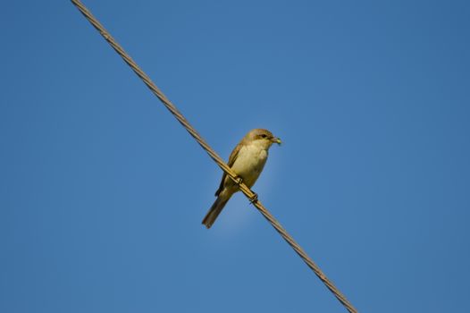 sparrow posing on a wire with a cricket in its beak Maleme in the north west of the island of Crete in Greece