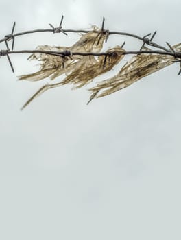 Detail Of Grungy Barb Wire And Plastic In A Prison Yard Or Border With Copy Space