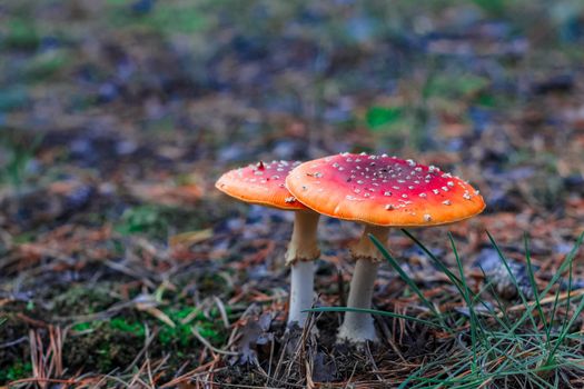 Red poisonous Amanita Muscaria mushrooms in European forest