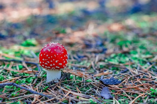 Amanita Muscaria. Red poisonous mushroom in European forest