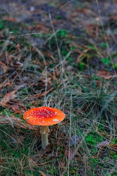 Amanita Muscaria. Red poisonous mushroom in European forest