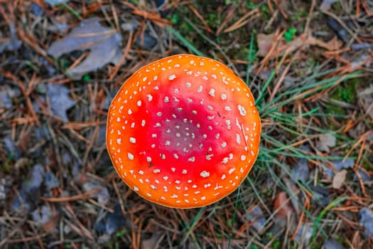 Amanita Muscaria. Red poisonous mushroom in European forest