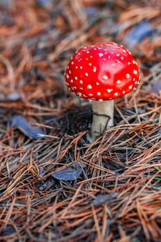 Amanita Muscaria. Red poisonous mushroom in European forest