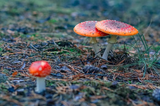 Red poisonous Amanita Muscaria mushrooms in European forest