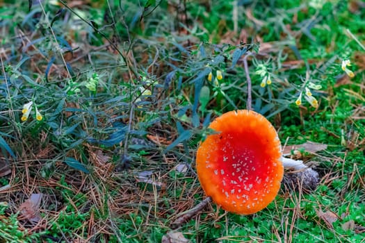 Amanita Muscaria. Red poisonous mushroom in European forest