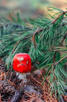 Amanita Muscaria. Red poisonous mushroom in European forest