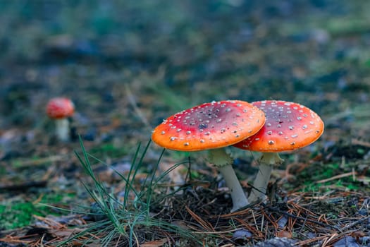 Red poisonous Amanita Muscaria mushrooms in European forest