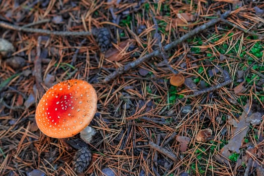 Amanita Muscaria. Red poisonous mushroom in European forest