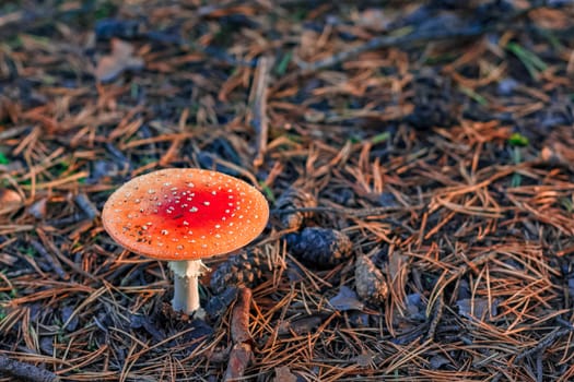 Amanita Muscaria. Red poisonous mushroom in European forest