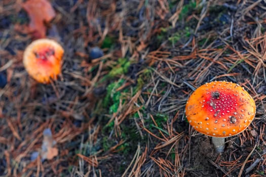 Red poisonous Amanita Muscaria mushrooms in European forest