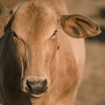 Cow outside in the paddock during the day in Queensland.