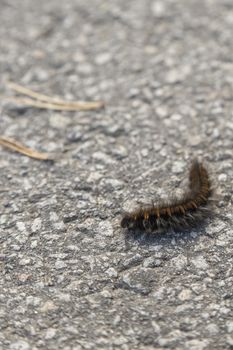 Orange and Black Fox Moth Caterpillar close up.