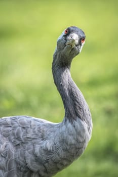 A half length portrait of a common crane giving an inquisitive look forward in upright vertical format