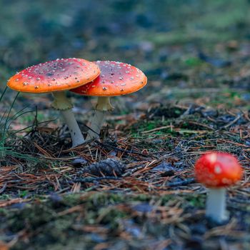 Red poisonous Amanita Muscaria mushrooms in European forest