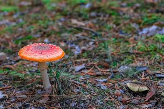 Amanita Muscaria. Red poisonous mushroom in European forest