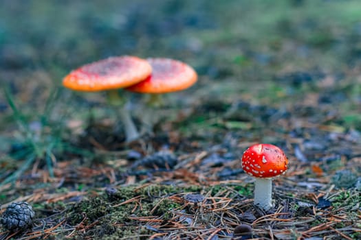 Red poisonous Amanita Muscaria mushrooms in European forest