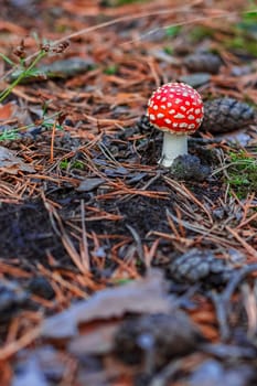 Amanita Muscaria. Red poisonous mushroom in European forest