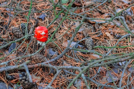 Amanita Muscaria. Red poisonous mushroom in European forest