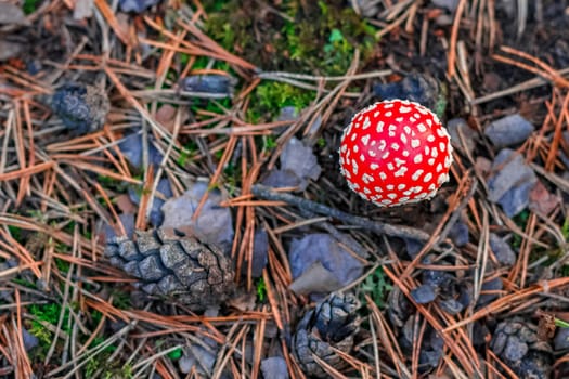 Amanita Muscaria. Red poisonous mushroom in European forest