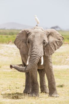 Solitary elephant at Amboseli National Park, formerly Maasai Amboseli Game Reserve, is in Kajiado District, Rift Valley Province in Kenya. The ecosystem that spreads across the Kenya-Tanzania border.